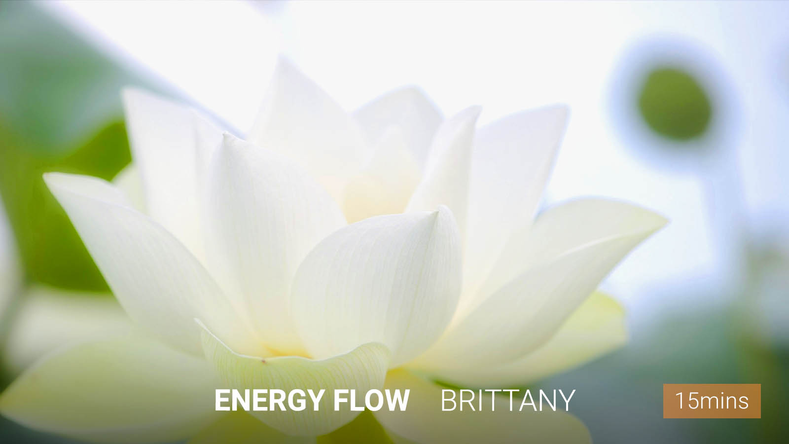 .Energy <b>Flow</b>.